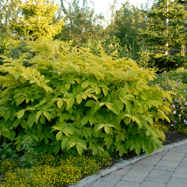 007g14 aralia cordata sun king 03.png