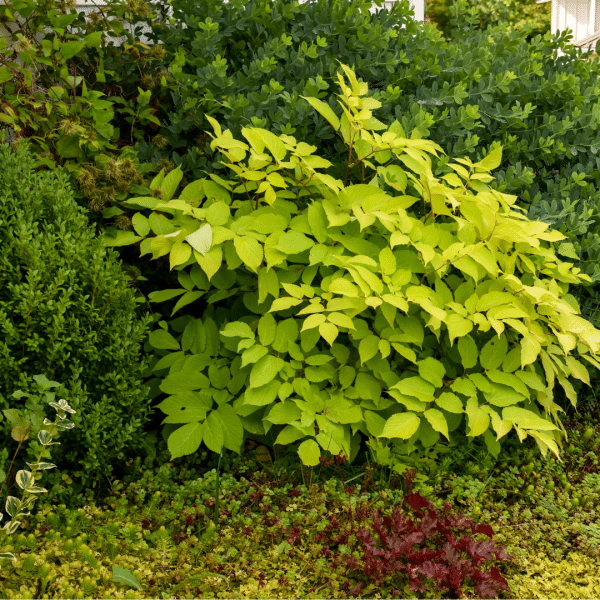 007g14 aralia cordata sun king 04.png