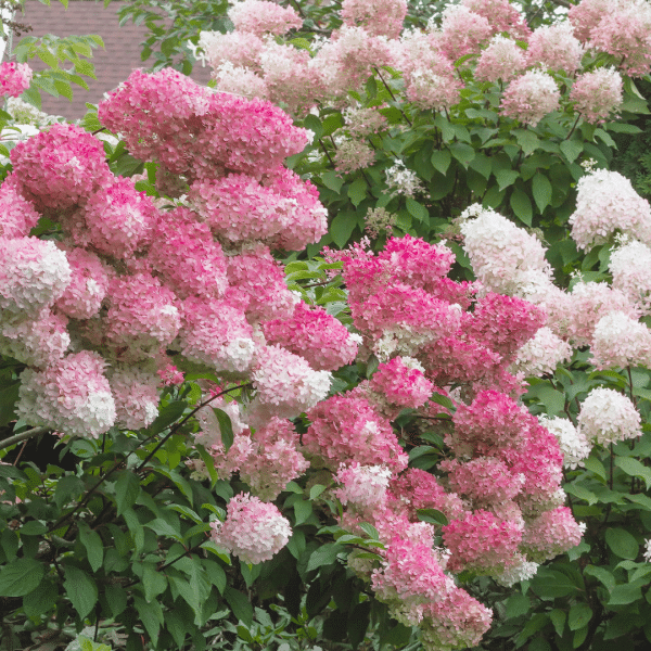 048g49 hydrangea paniculata phanton 01.png