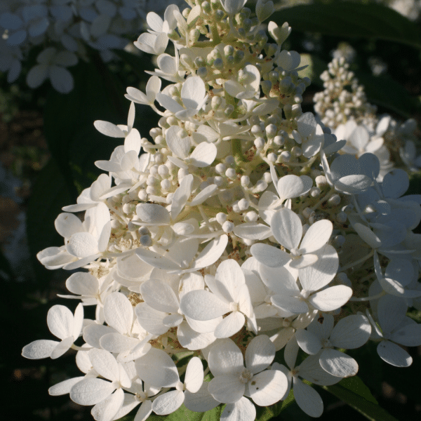 048g49 hydrangea paniculata phanton 02.png