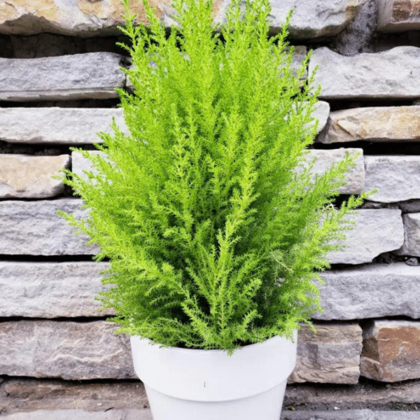 004g01 cupressus macrocrpa 02.png