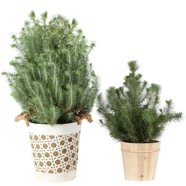 004g66 pinus pinea 02.png