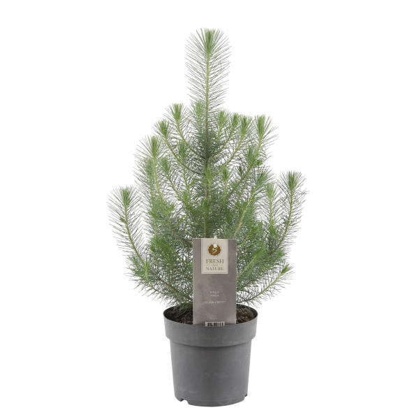 004g66 pinus pinea 03.png