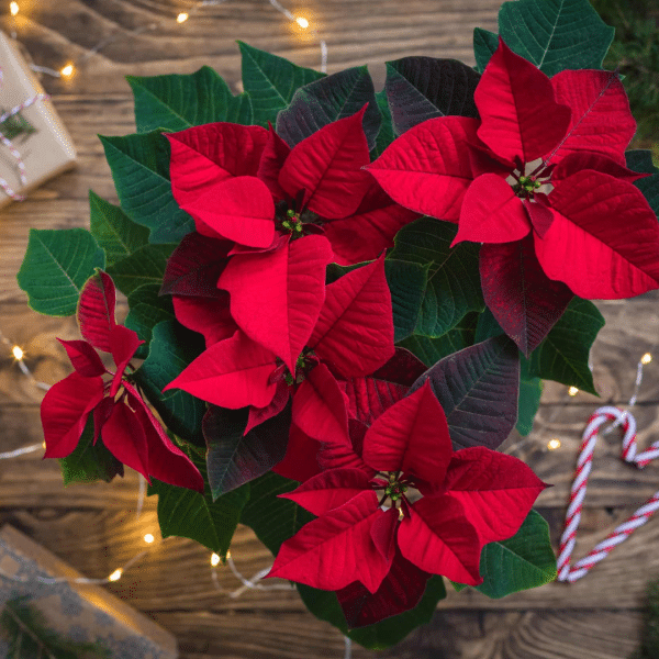 005g01 poinsettia 01.png