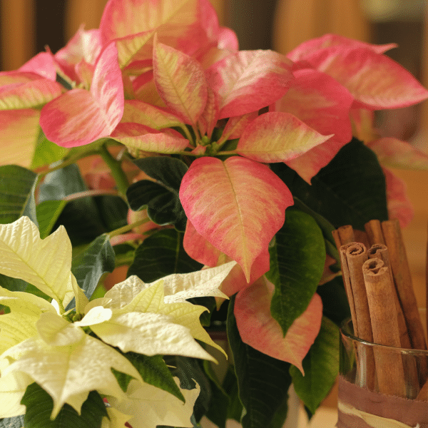 005g01 poinsettia 02.png