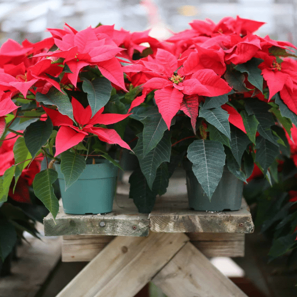 005g01 poinsettia 05.png