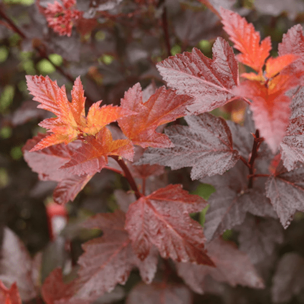 048g50 physocarpus opulifolius ginger wine 02.png