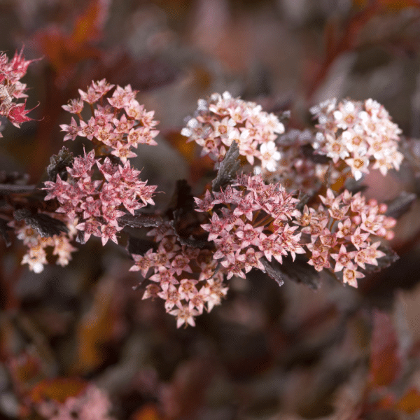 048g51 physocarpus opulifolius little devil 02.png