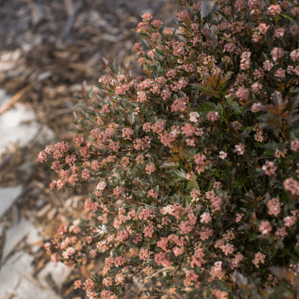 048g51 physocarpus opulifolius little devil 03.png