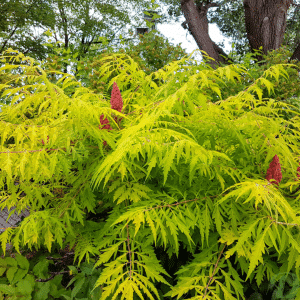 048g52 rhus typhina tiger eyes 01.png