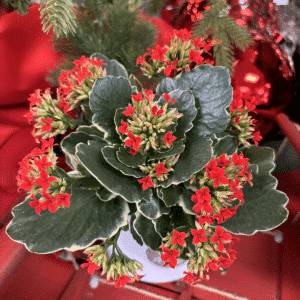 00005889 kalanchoe kandy kane 4po 01.png