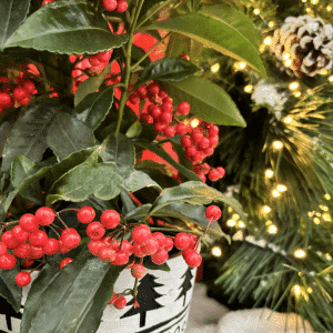 00005895 ardisia 6po 01.png