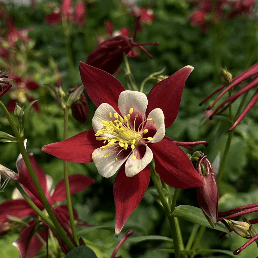 00010070 aquilegia kirigami red and white.png