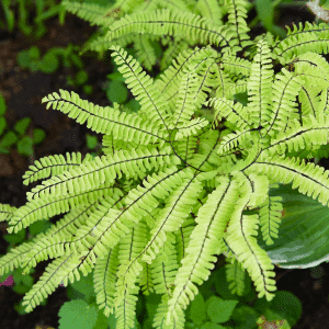 00011306 adiantum pedatum 01.png