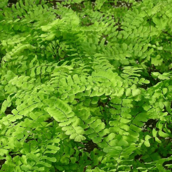 00011306 adiantum pedatum 02.png