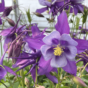 00012327 aquilegia earlybird purple blue 01.png