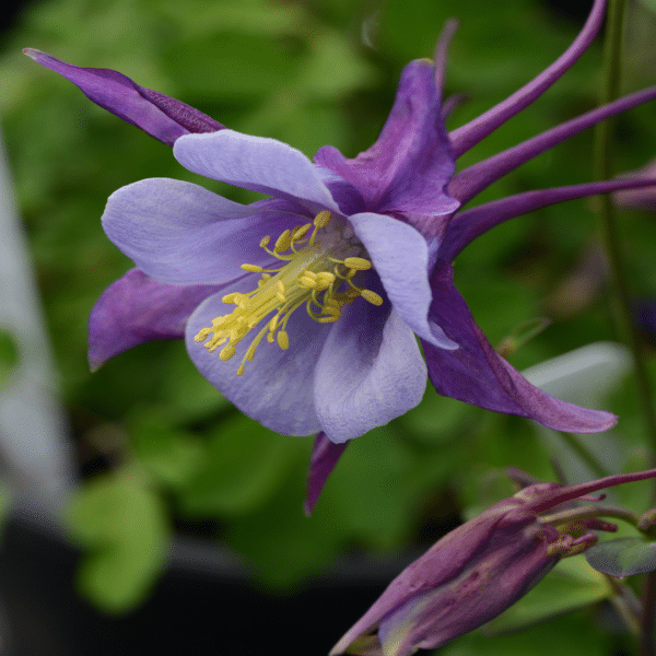 00012327 aquilegia earlybird purple blue 02.png