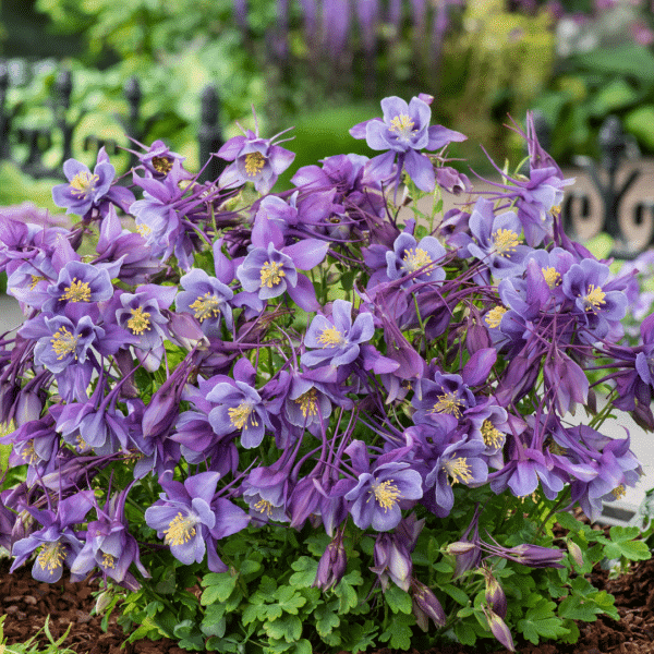 00012327 aquilegia earlybird purple blue 03.png