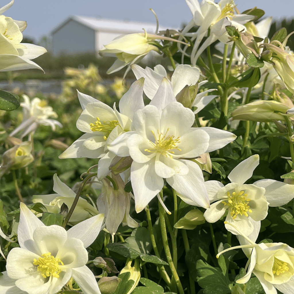 00012330 aquilegia earlybird white 1g 01.png