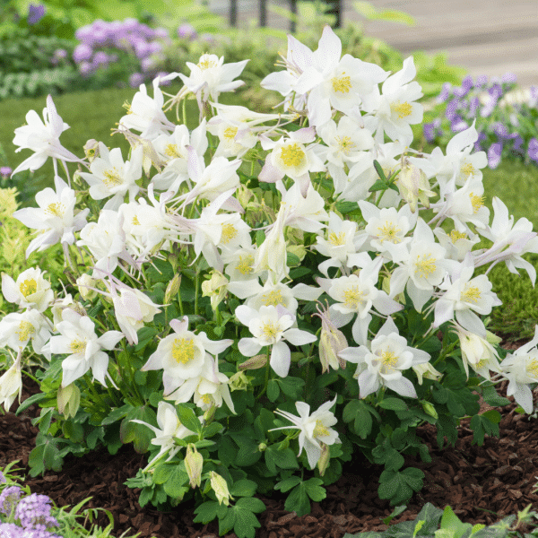 00012330 aquilegia earlybird white 1g 02.png