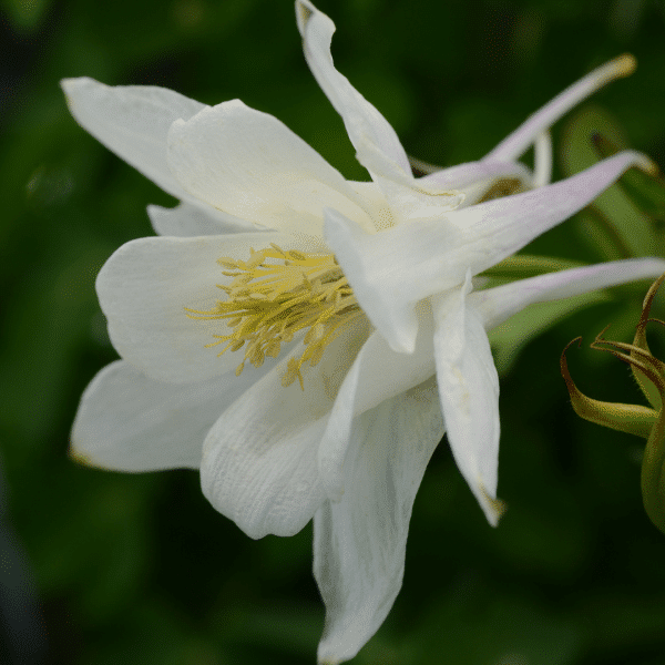 00012330 aquilegia earlybird white 1g 03.png