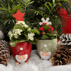 004g68 arrangement de plantes de noel 01.png