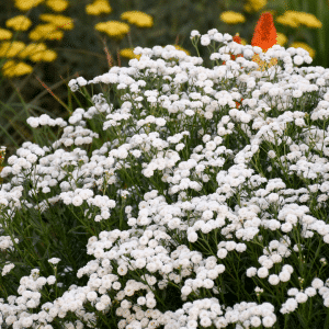 007g15 achillea peter cottontail 01.png