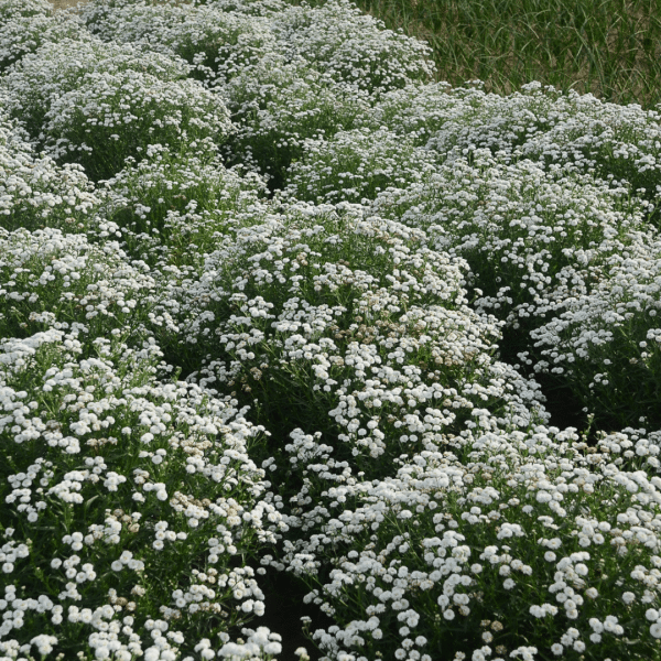 007g15 achillea peter cottontail 02.png