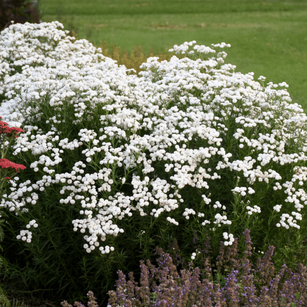 007g15 achillea peter cottontail 03.png