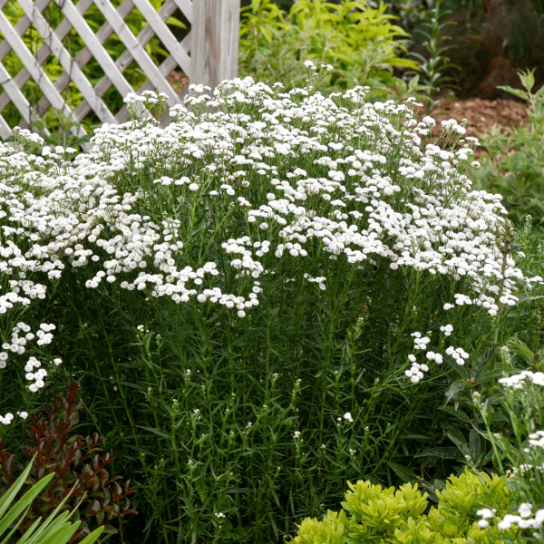 007g15 achillea peter cottontail 04.png