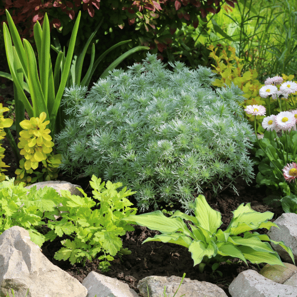 007g19 artemisia schmidtiana silver mound 01.png