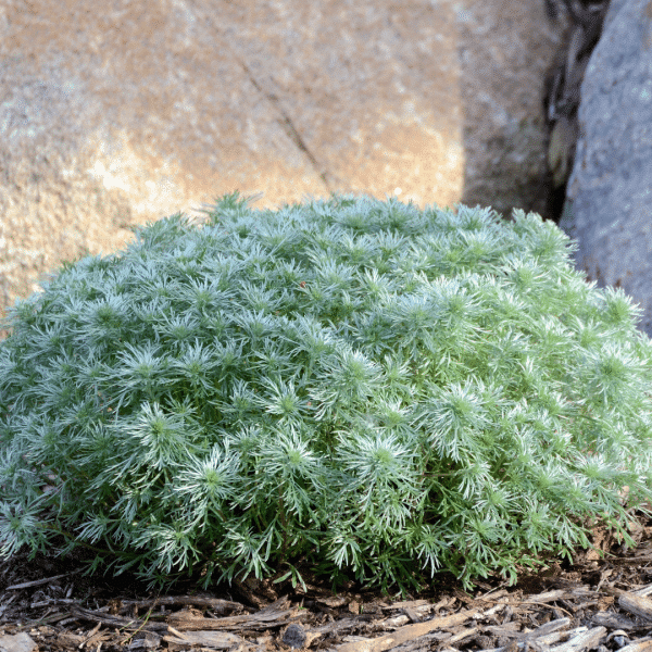 007g19 artemisia schmidtiana silver mound 02.png