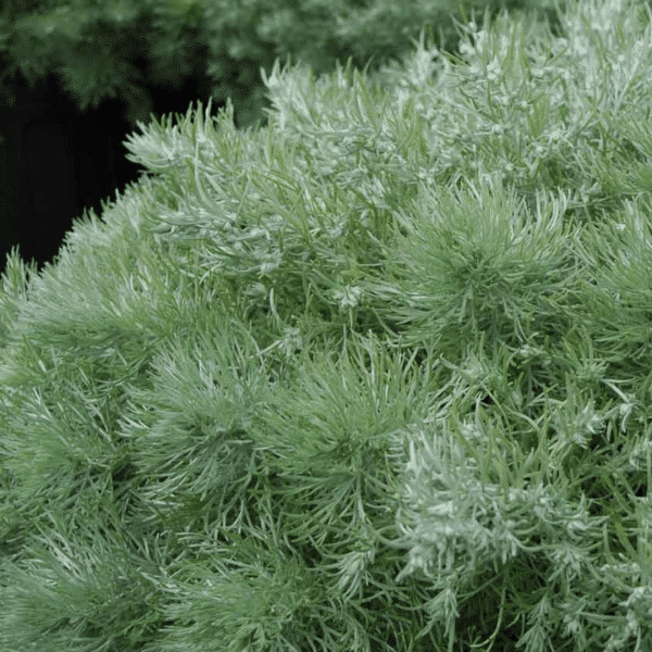 007g19 artemisia schmidtiana silver mound 03.png