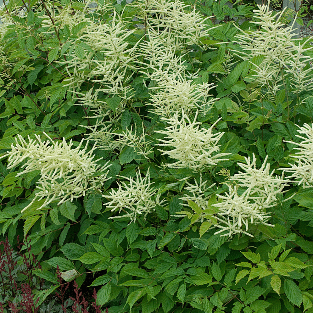 007g20 aruncus dioicus 01.png