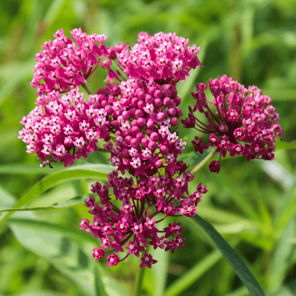 007g21 asclepias incarnata cinderella 01.png