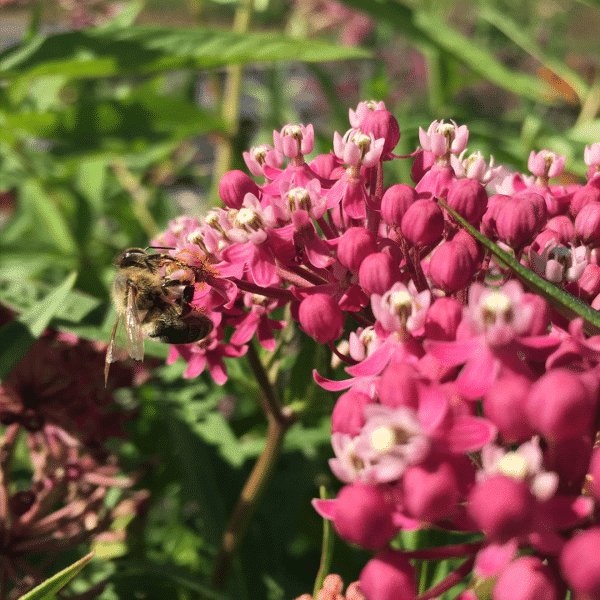 007g21 asclepias incarnata cinderella 02.png