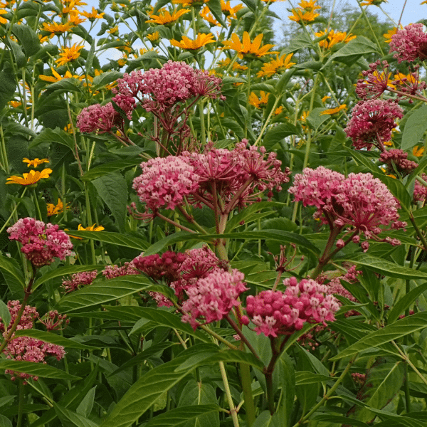 007g21 asclepias incarnata cinderella 03.png