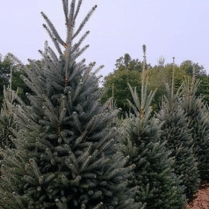 050g81 picea glauca montrose spire 01.png