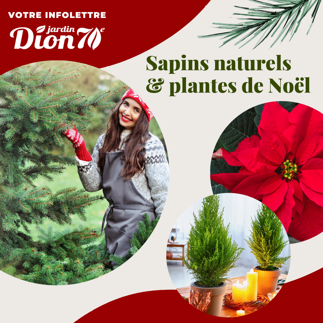 sapins&plantes