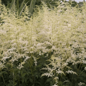 007g22 astilbe bridal veil 01.png