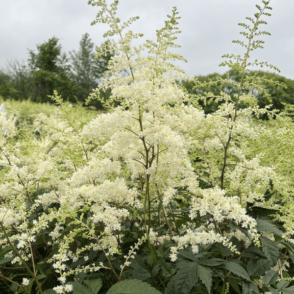 007g22 astilbe bridal veil 02.png