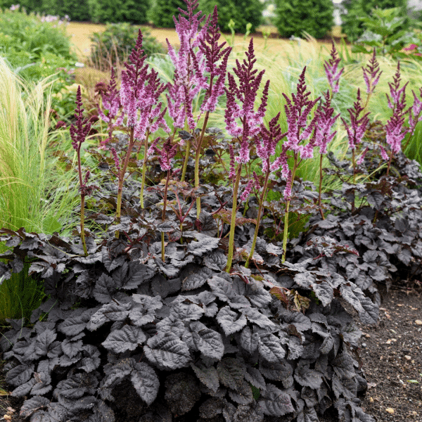 007g23 astilbe dark side of the moon 02.png