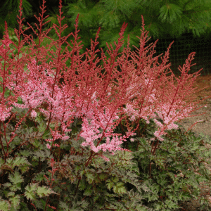 007g24 astilbe japonica delft lace 01.png