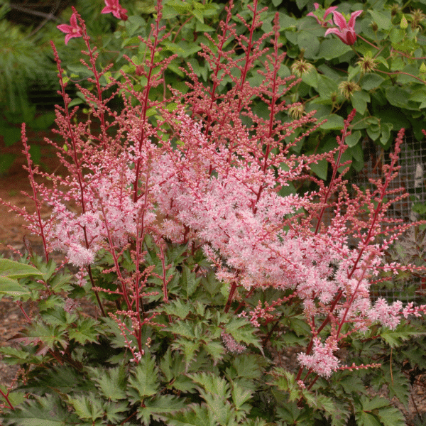 007g24 astilbe japonica delft lace 02.png