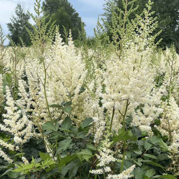 007g25 astilbe arendsii diamant 01.png