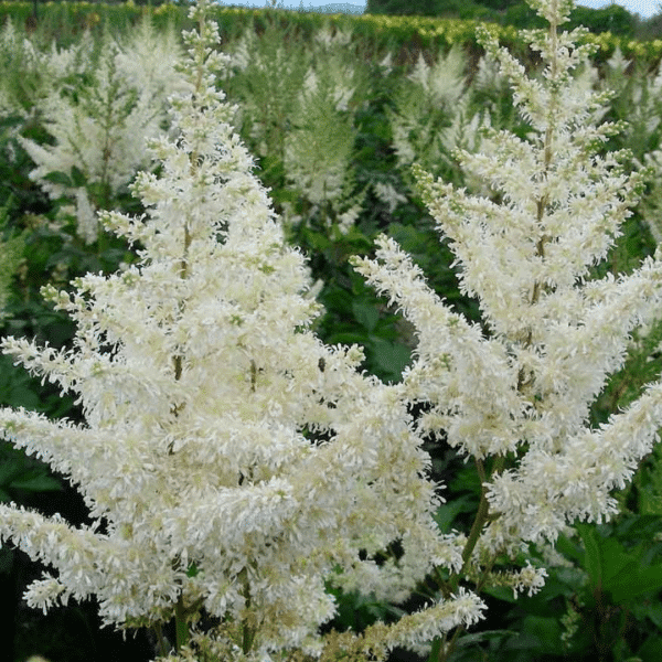 007g25 astilbe arendsii diamant 02.png