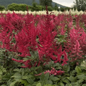 007g26 astilbe arendsii glut 01.png