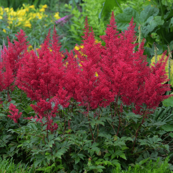 007g27 astilbe japonica red sentinel 01.png