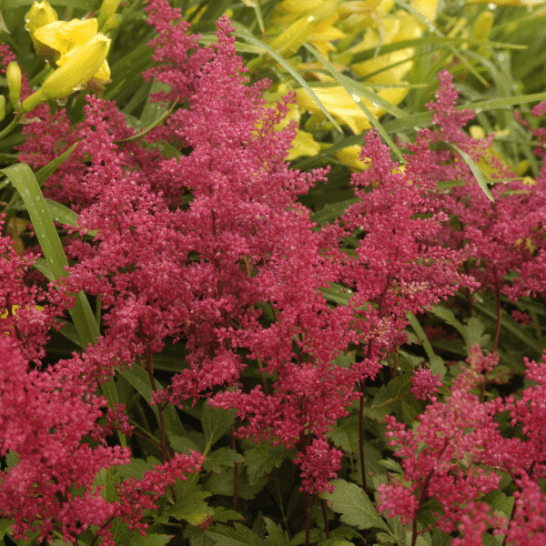 007g27 astilbe japonica red sentinel 02.png