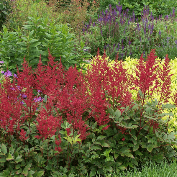 007g27 astilbe japonica red sentinel 03.png